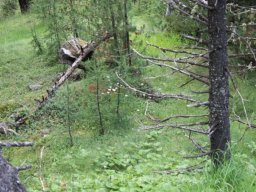 Bilder Claudy - Sammlung