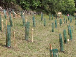 Bilder Claudy - Sammlung Fanwoche und Fest